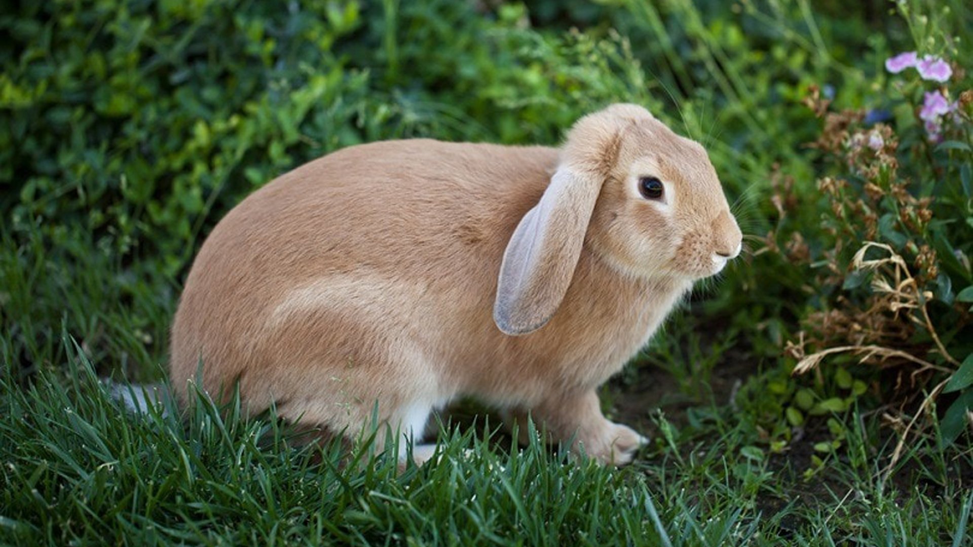 French Lop Bunny